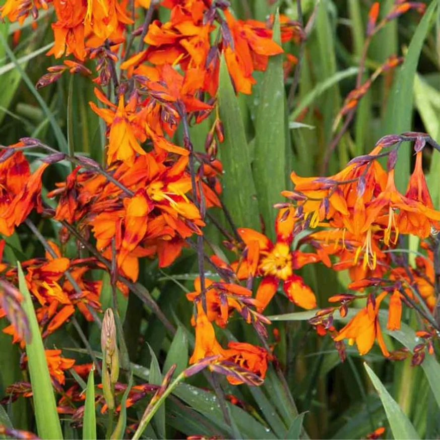 Crocosmia sp - Kerti sáfrányfű