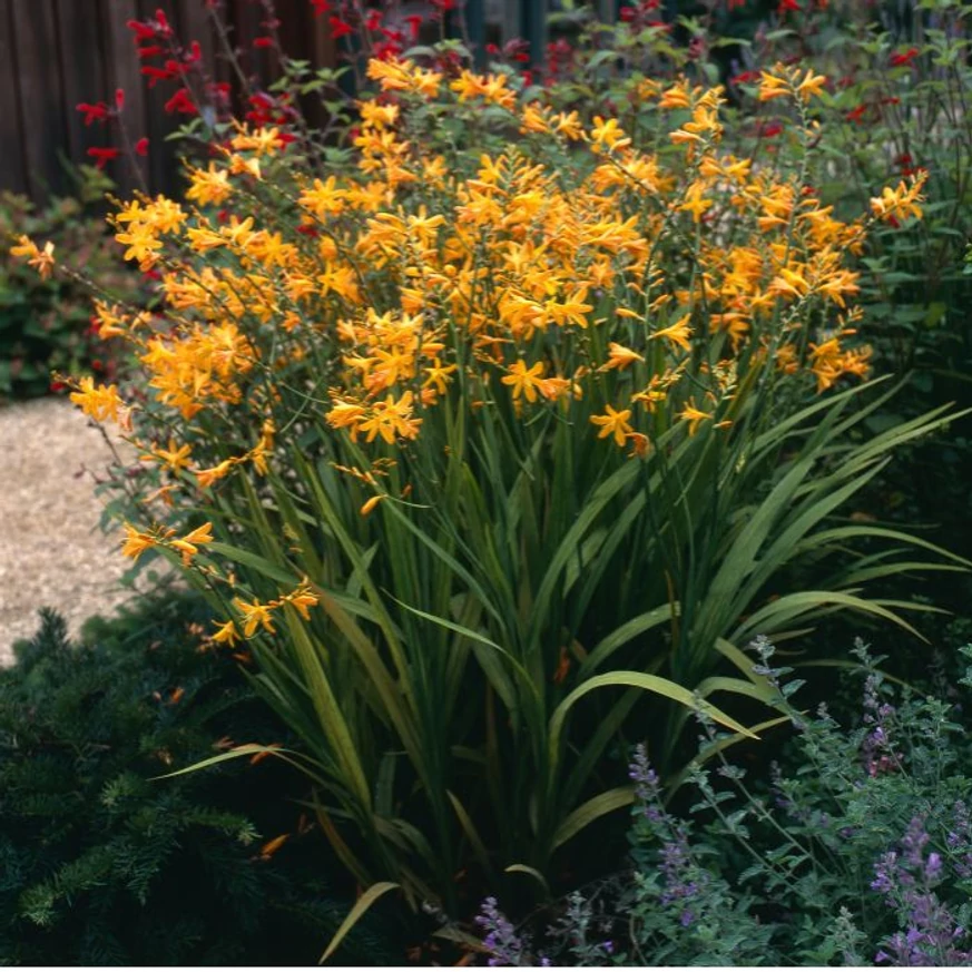 Bokrosan növő, impozáns évelő a Crocosmia George Davidson.