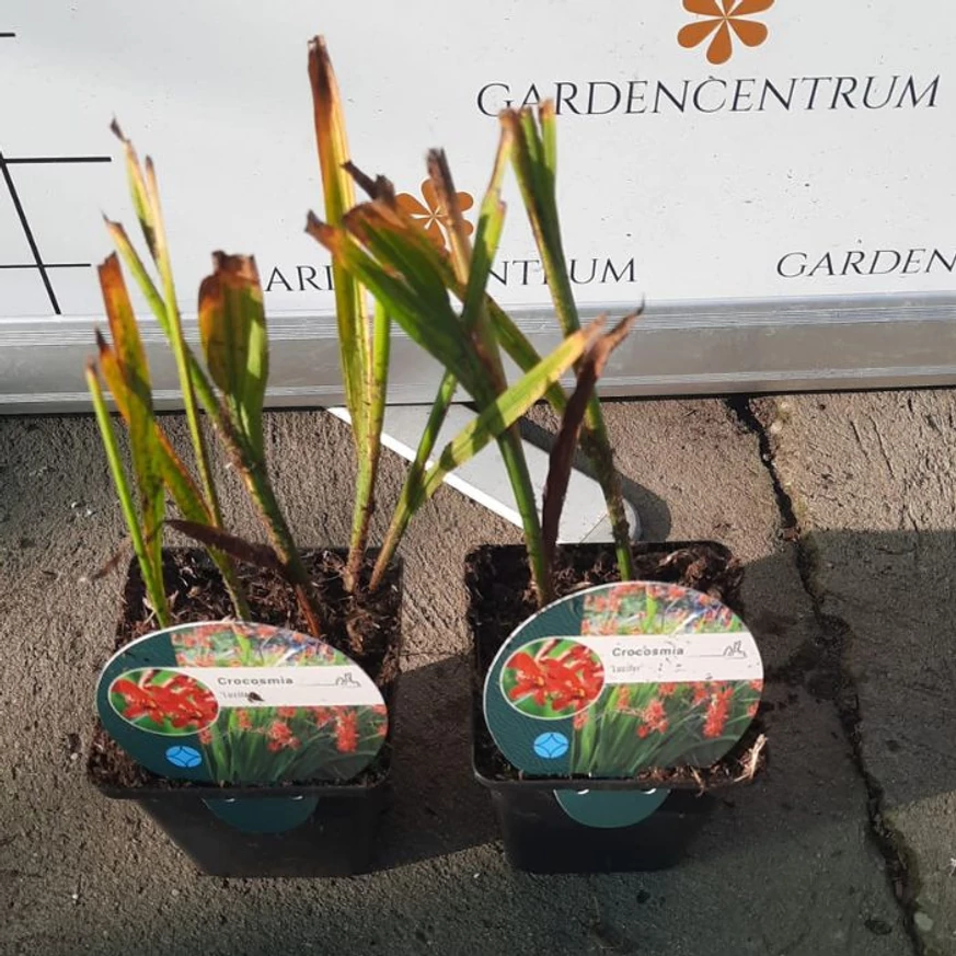 Crocosmia október végén telephelyünkön. 