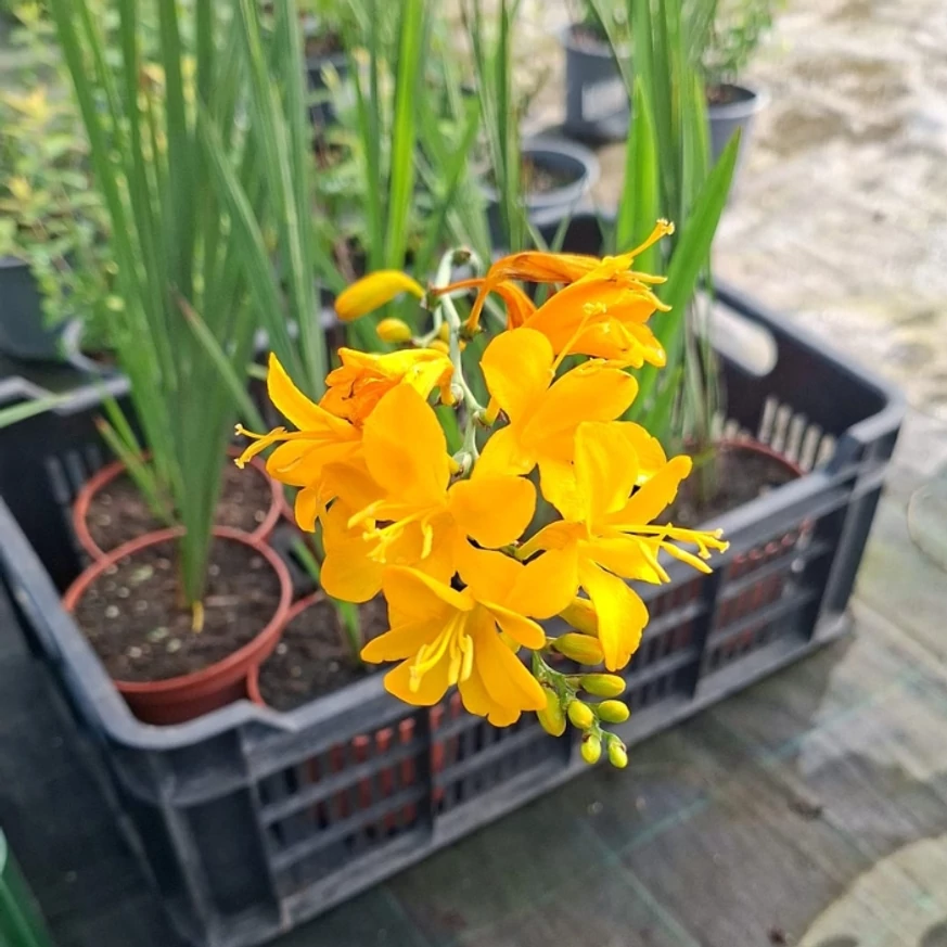 A sáfrányfű sárga virága kertészeti webáruházunk telephelyén szeptember közepén. 