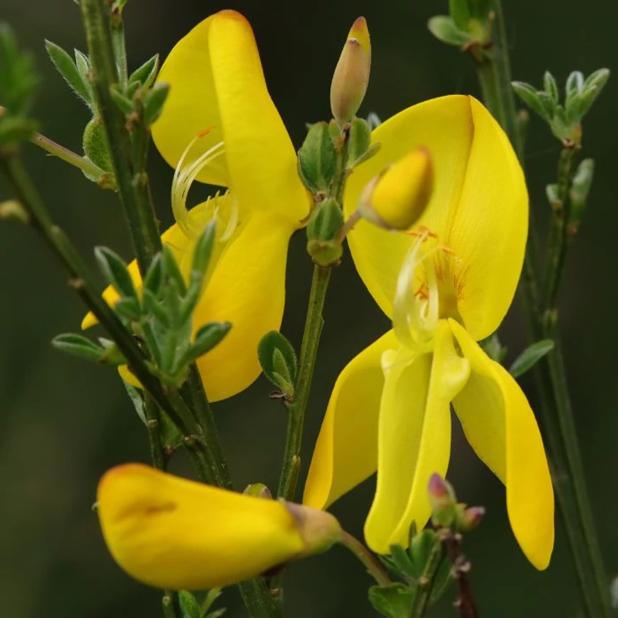 Cytisus scoparius MIX - Seprűzanót