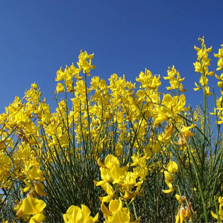 Cytisus scoparius MIX - Seprűzanót
