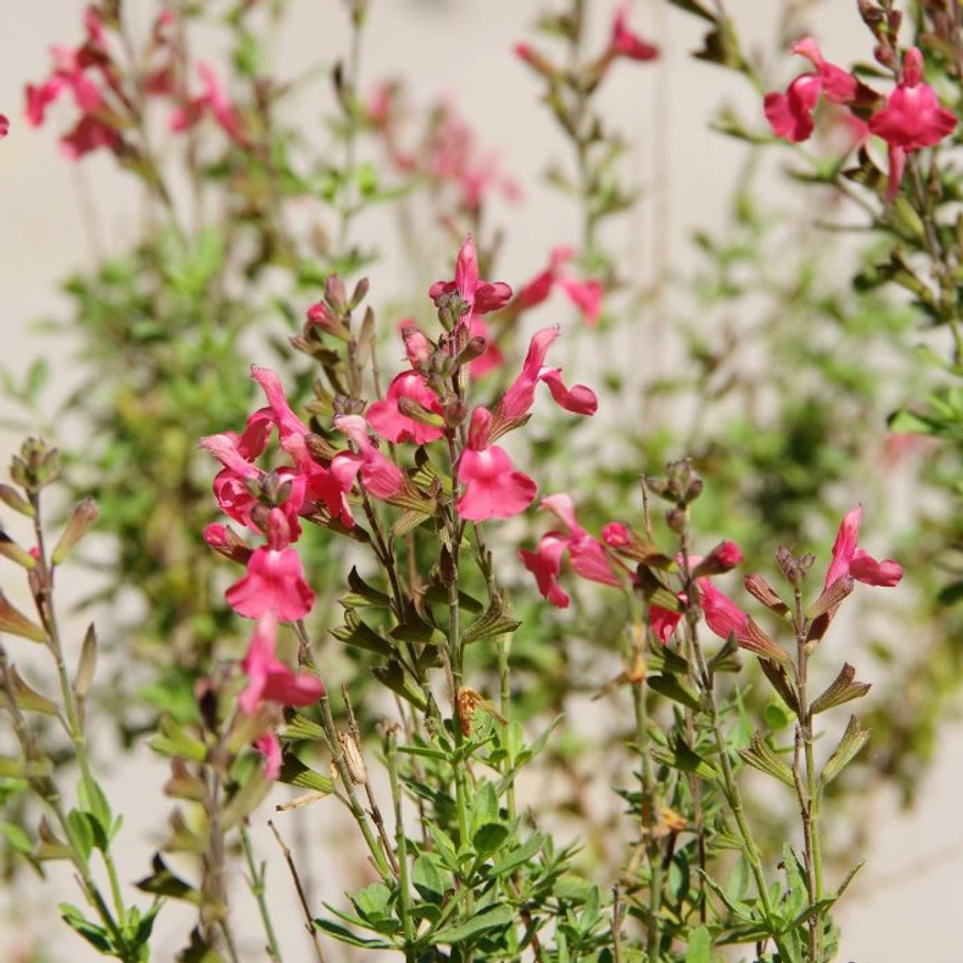 Cytisus scoparius MIX - Seprűzanót