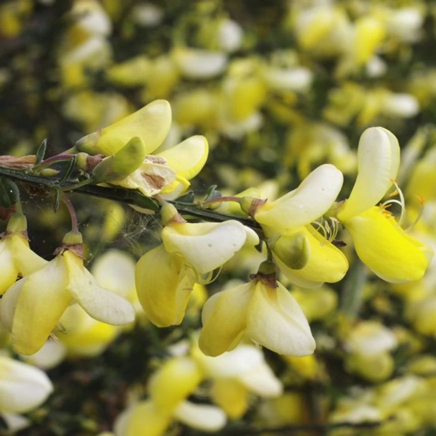 Cytisus scoparius MIX - Seprűzanót