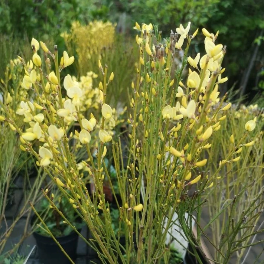 Cytisus scoparius MIX - Seprűzanót