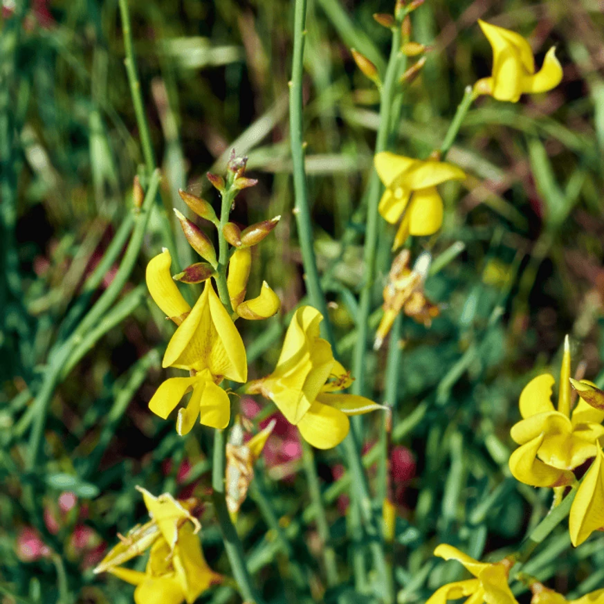 A Cytisus procumbens vesszői világoszöld színűek.