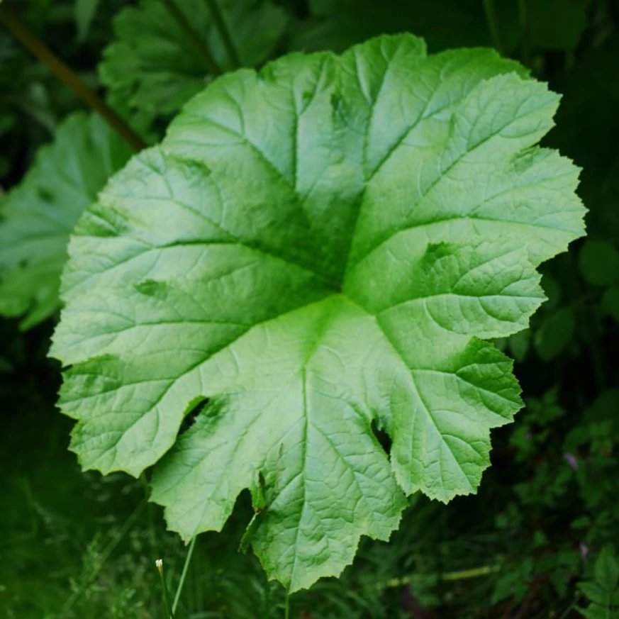 A Darmera peltata, pajzslevél kinézete közelről.