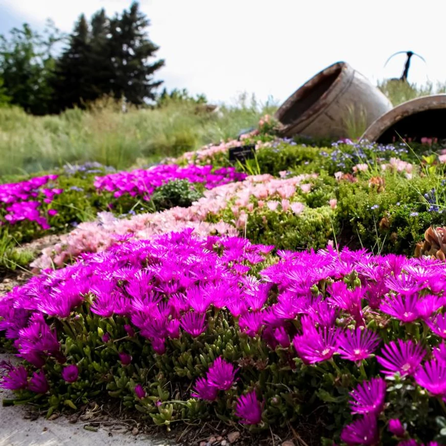 Delosperma cooperi hosszan virágzó évelő szegélynövényként.