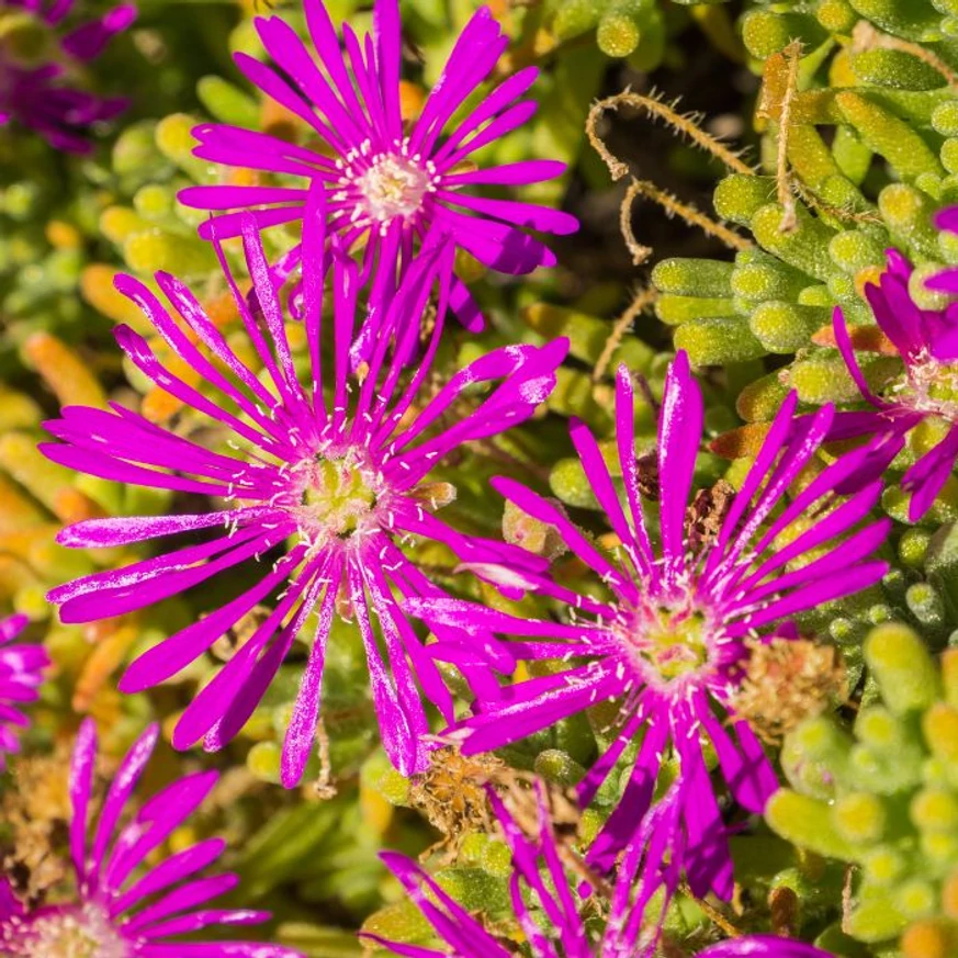 Delosperma spalmanthoides Aurea délvirág bíbor színű virágai.