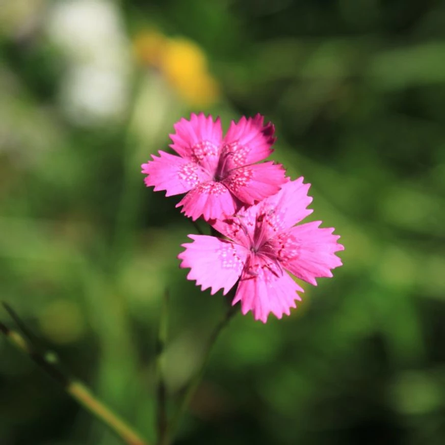Dianthus carthusianorum kinyílt virága közelről.