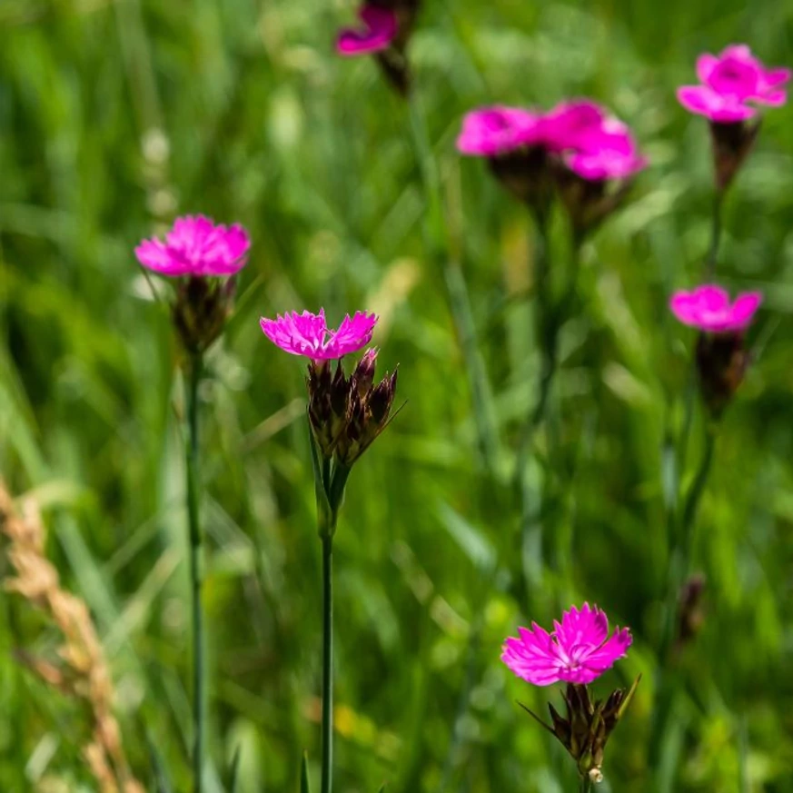 A Dianthus carthusianorum virágainak jellegzetes kinézete.