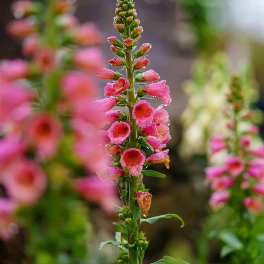 Digitalis Arctic Fox Rose évelők teljes pompában, virágzáskor.