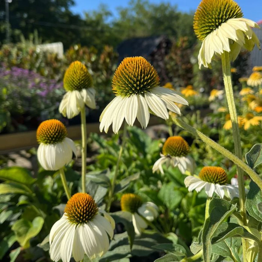 Echinacea purpurea - Fehér kasvirág
