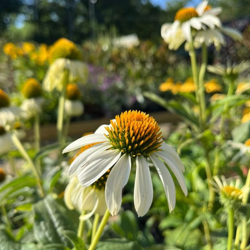 Echinacea purpurea - Fehér kasvirág