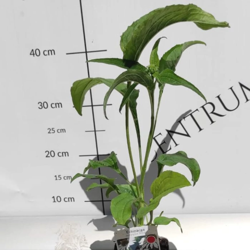 Echinacea purpurea - Fehér kasvirág