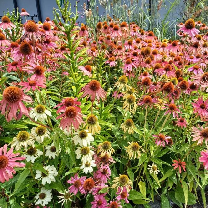 Vegyes virágszínű Echinacea évelők augusztusi virágzása.