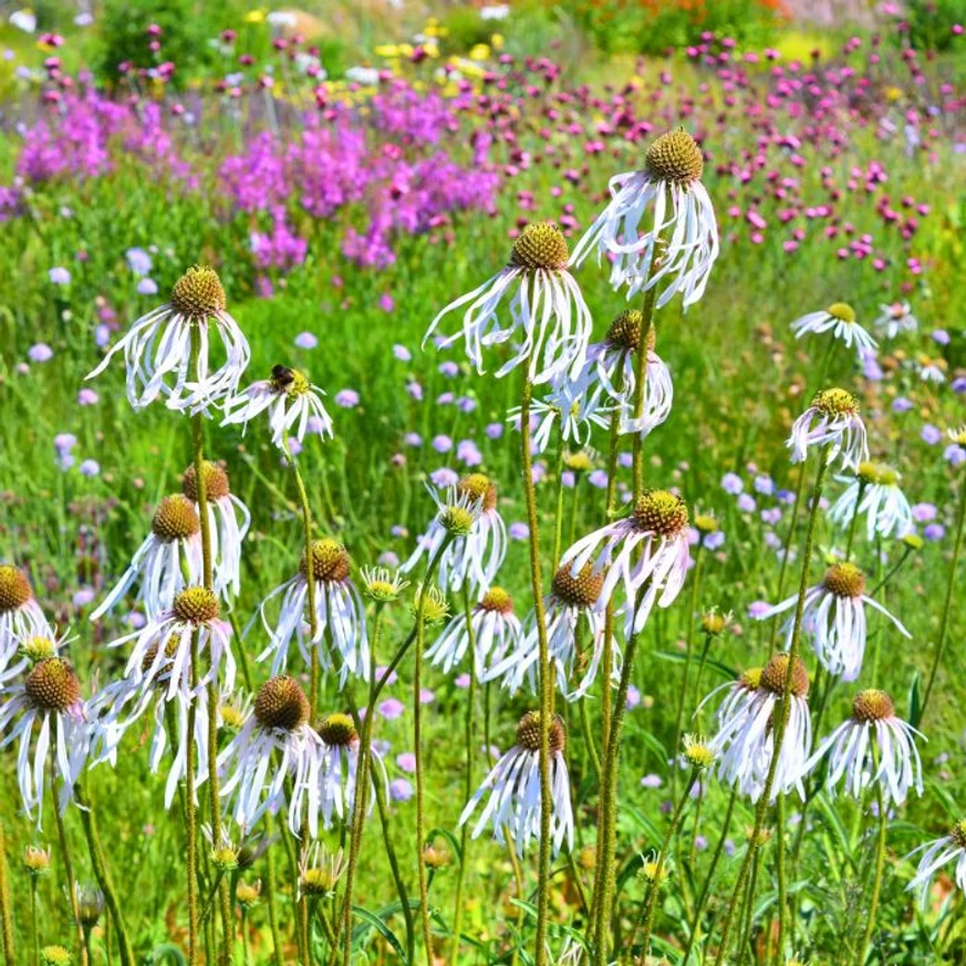 Echinacea pallida Hula Dancer halvány kasvirágcsoport kinézete.