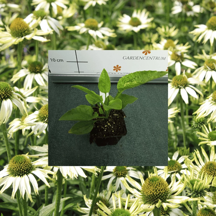 Echinacea purpurea - Fehér kasvirág
