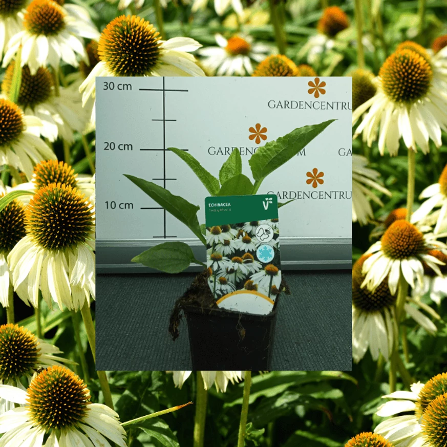 Echinacea purpurea - Fehér kasvirág