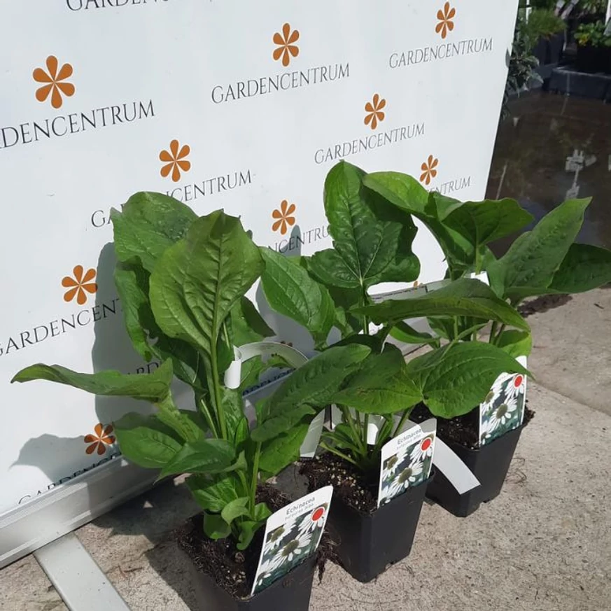 Echinacea purpurea - Fehér kasvirág