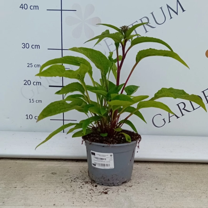 Cserepes kasvirág a Gardencentrum telephelyén.