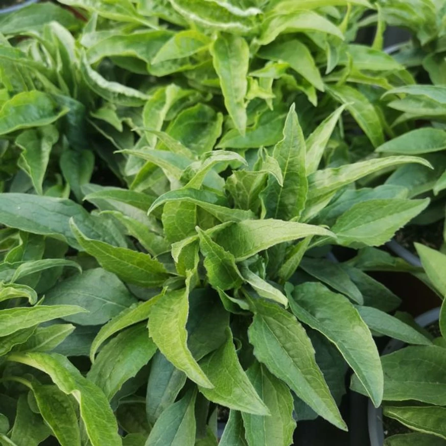 Az Echinacea purpurea mix növényeink egészséges, jól kifejlett levelei áprilisban.