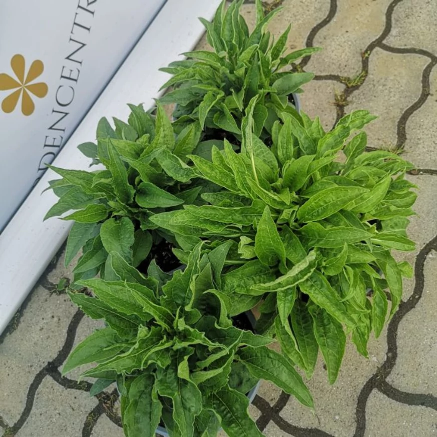 Egészséges, üde zöld lombú Echinacea purpurea virágok vannak a kínálatunkban.