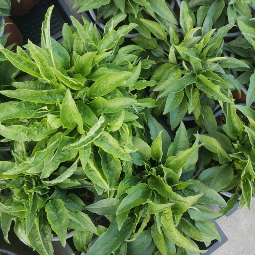 Jól kifejlett, vegyes színű Echinacea purpurea növények találhatóak a kertészetünkben.