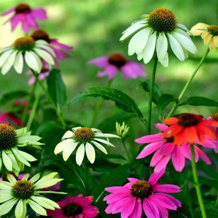 Több színű Echinacea purpurea virágok.