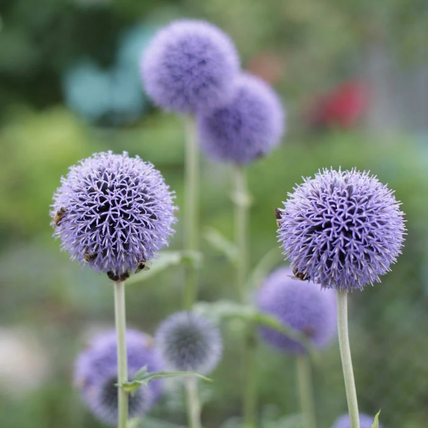 Játékos gömb alakú virágzataival díszít az Echinops bannaticus Taplow Blue.