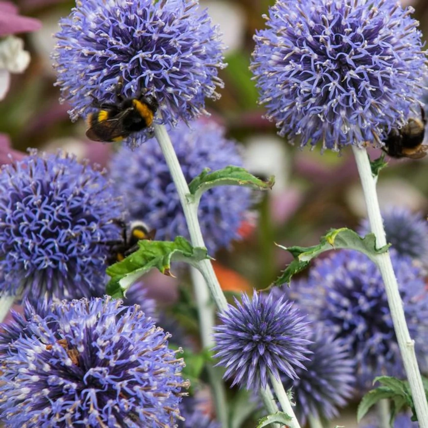 Az Echinops magas kék virágai teljes nyílásban.