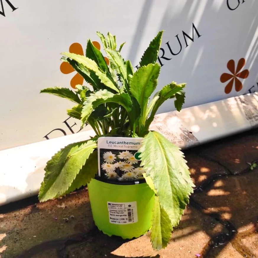 Leucanthemum x superbum CS14 - Margaréta