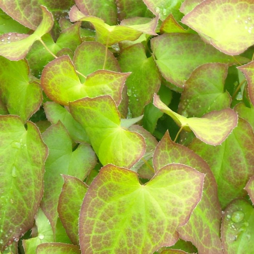 Epimedium rubrum - Tündérvirág