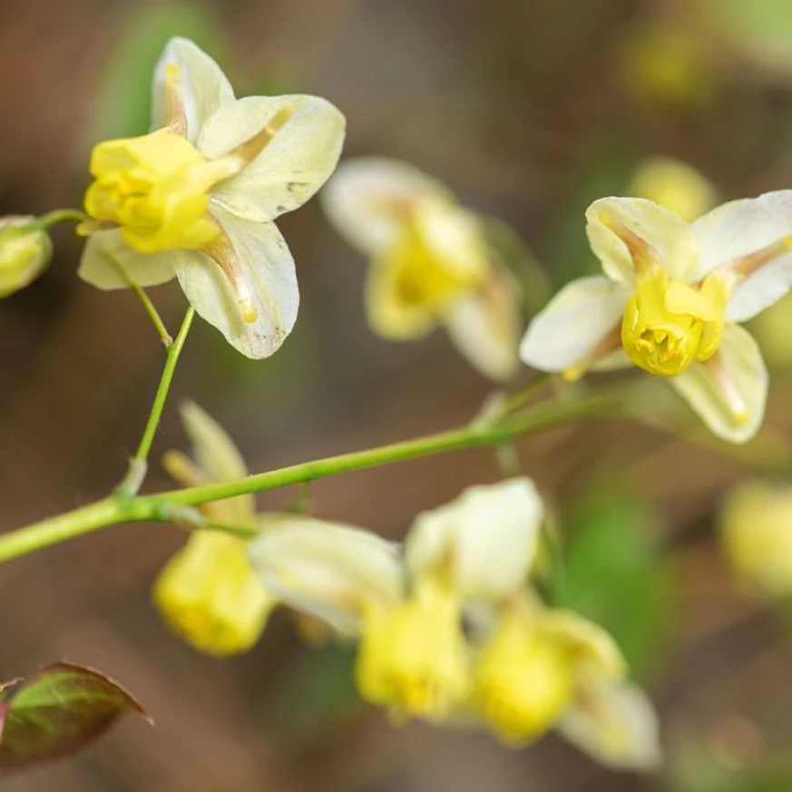 Epimedium rubrum - Tündérvirág