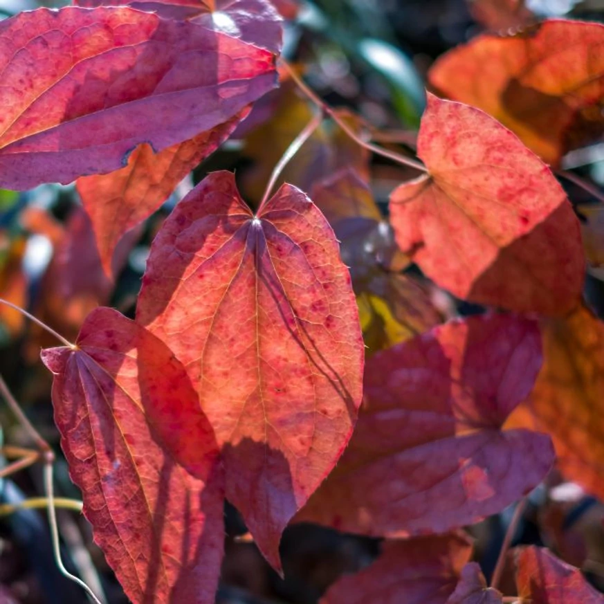 Epimedium rubrum - Tündérvirág