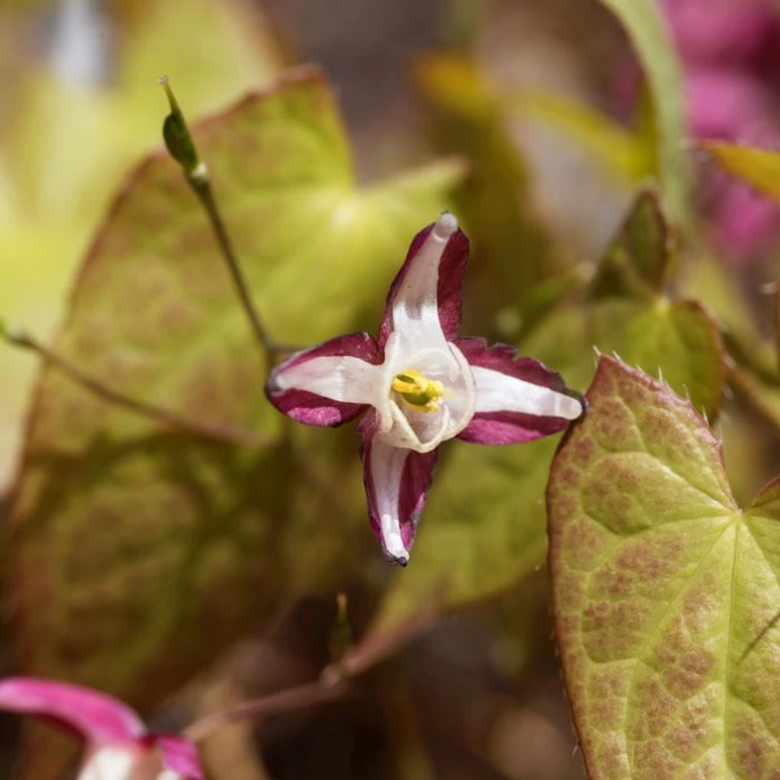 Epimedium rubrum - Tündérvirág