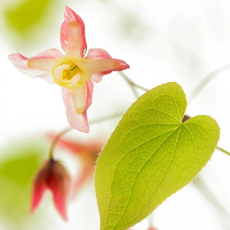Az Epimedium rubrum bájos, kecses virága és kizöldült levele. 