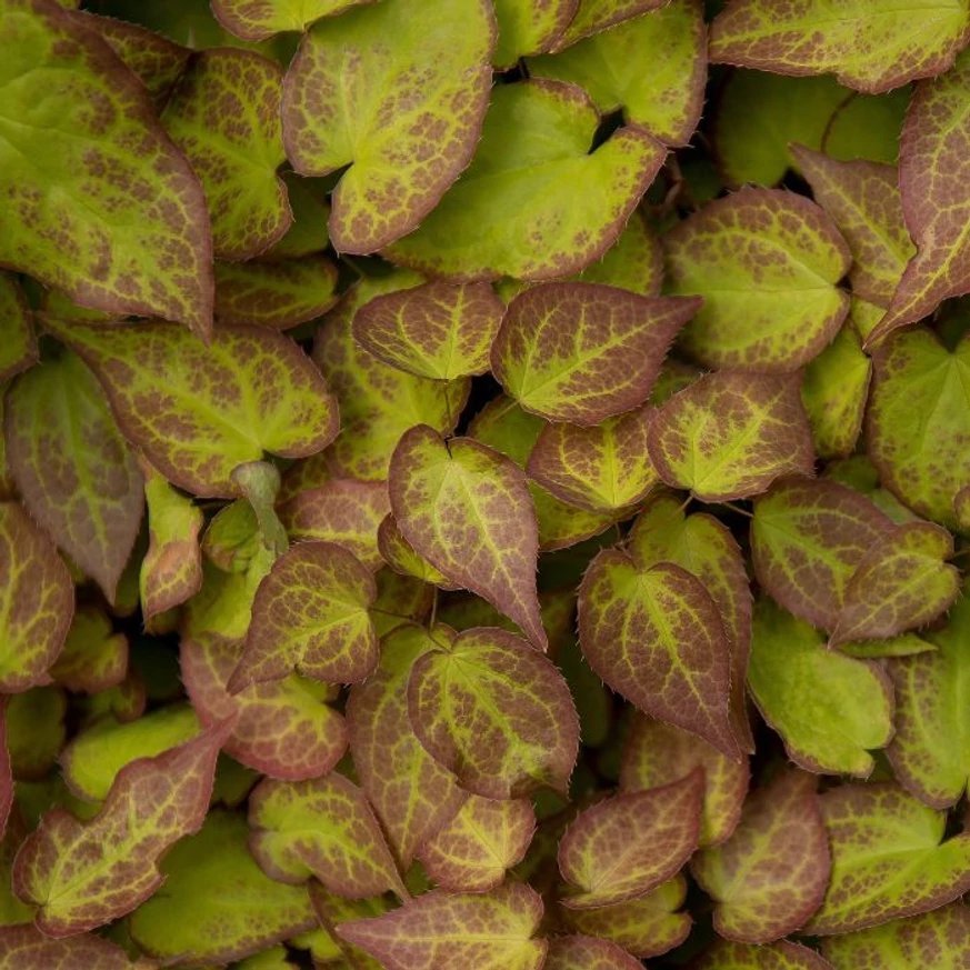 Epimedium rubrum - Tündérvirág