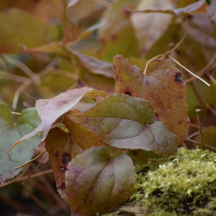 Epimedium rubrum - Tündérvirág