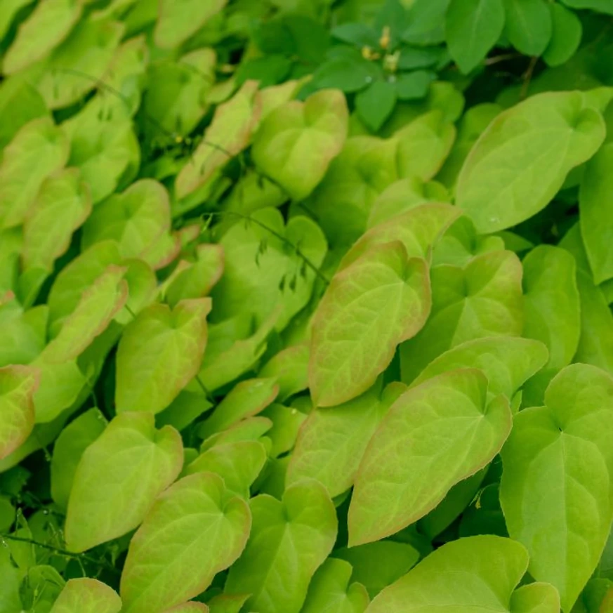 Epimedium rubrum - Tündérvirág
