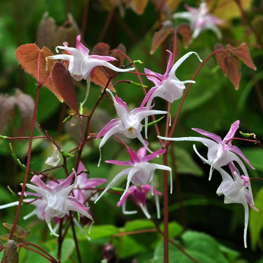 Epimedium rubrum - Tündérvirág