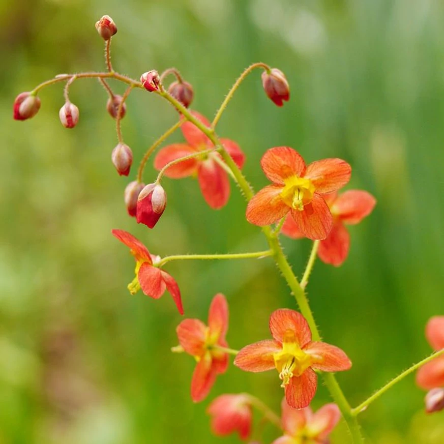 Epimedium rubrum - Tündérvirág