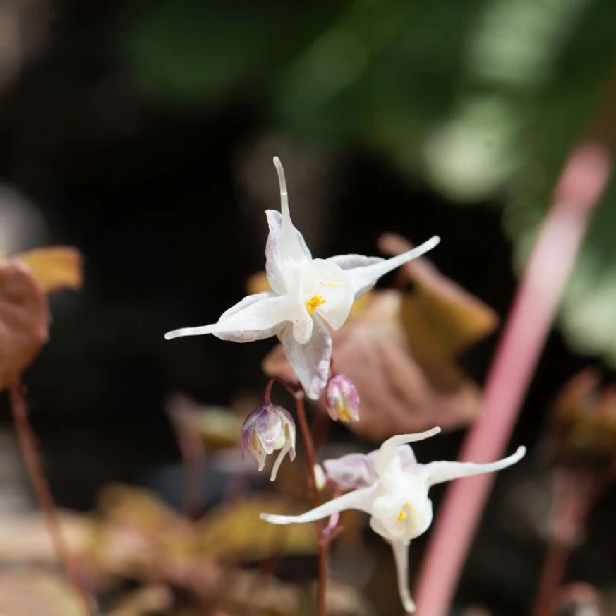 Epimedium rubrum - Tündérvirág