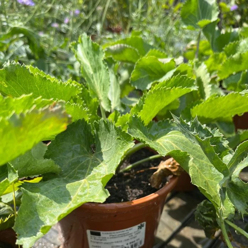 Eryngium - Kék iringó