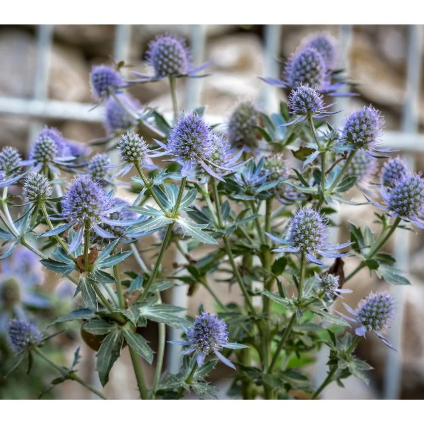 Eryngium - Kék iringó