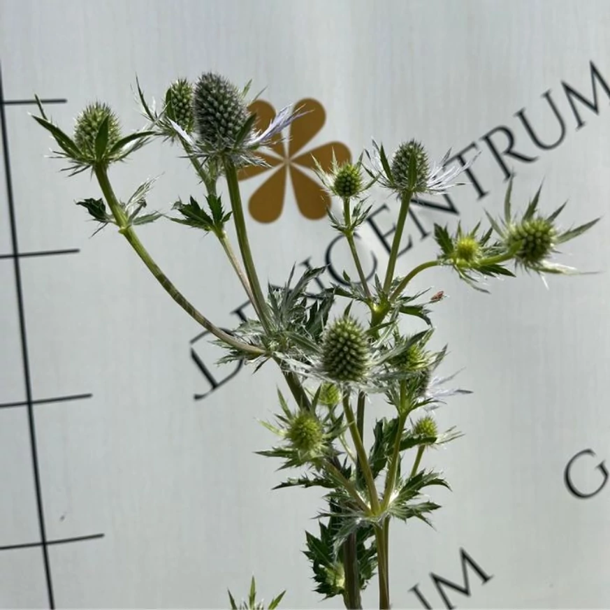 Eryngium - Kék iringó