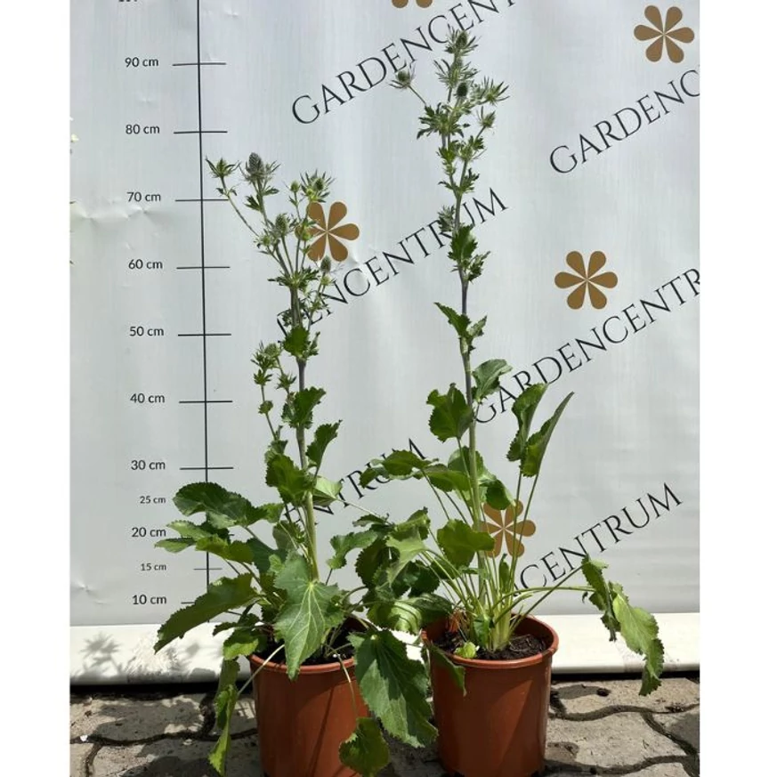 Eryngium - Kék iringó