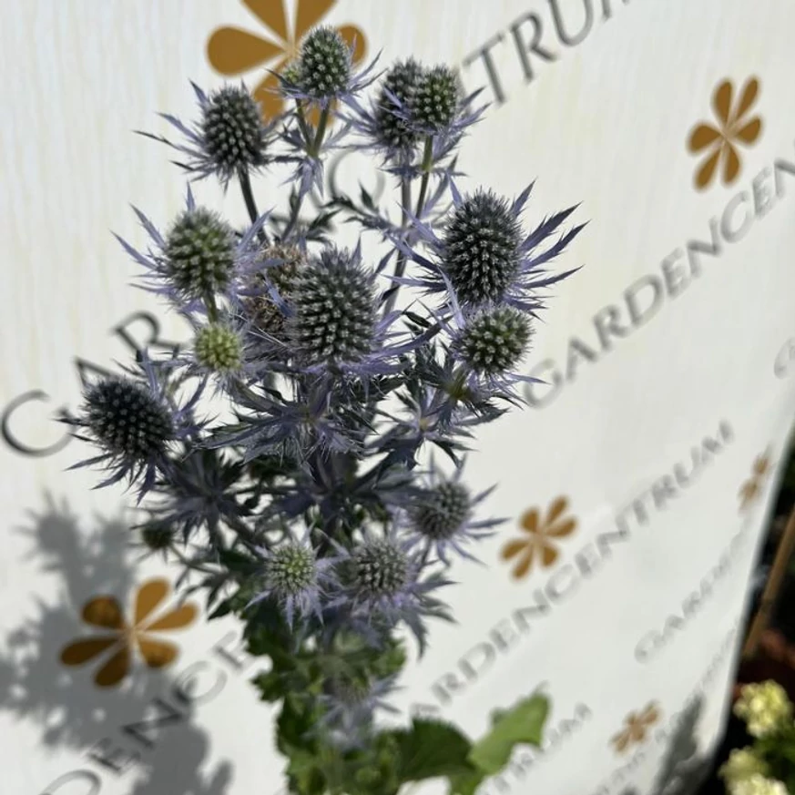 Eryngium - Kék iringó