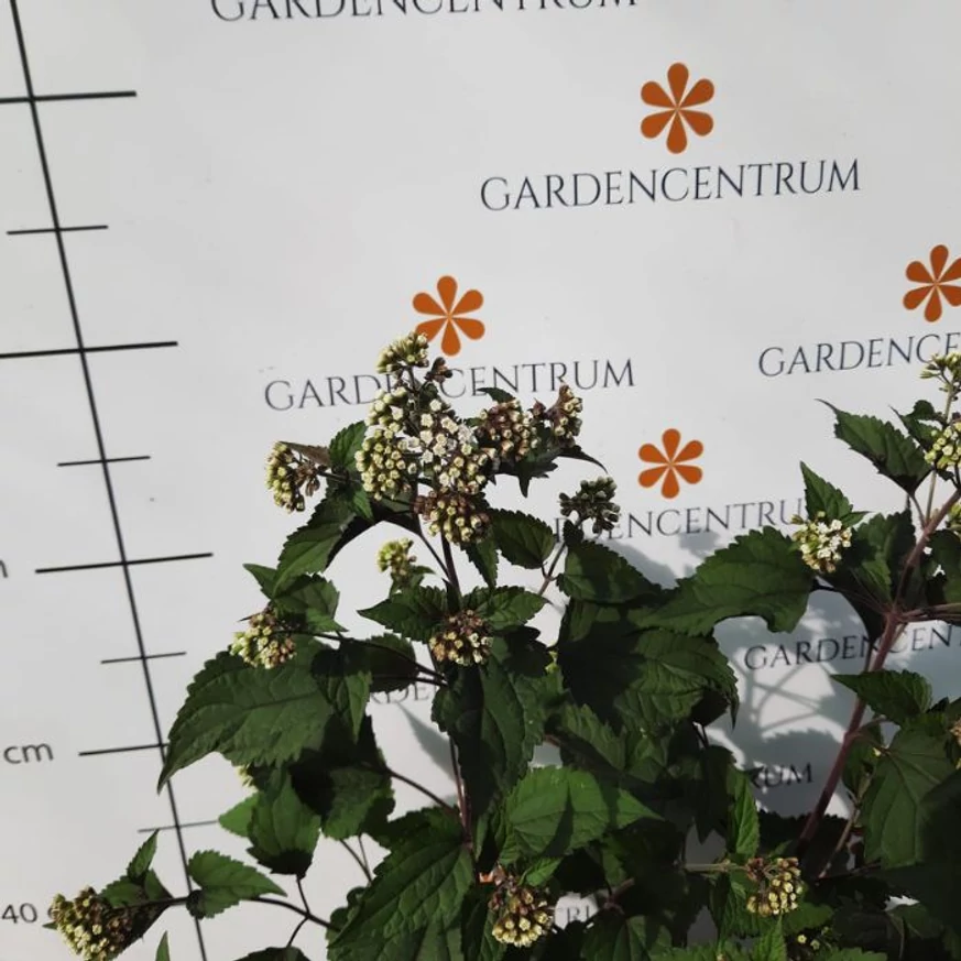 A bordó levelű sédkender virágzáskor október közepén.