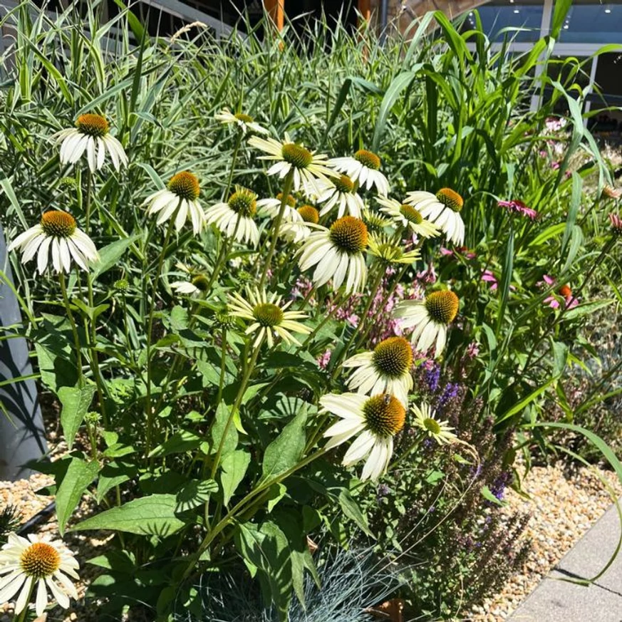 Echinacea purpurea - Fehér kasvirág